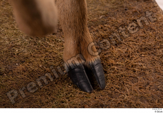 Deer Doe 2 hoof leg 0014.jpg